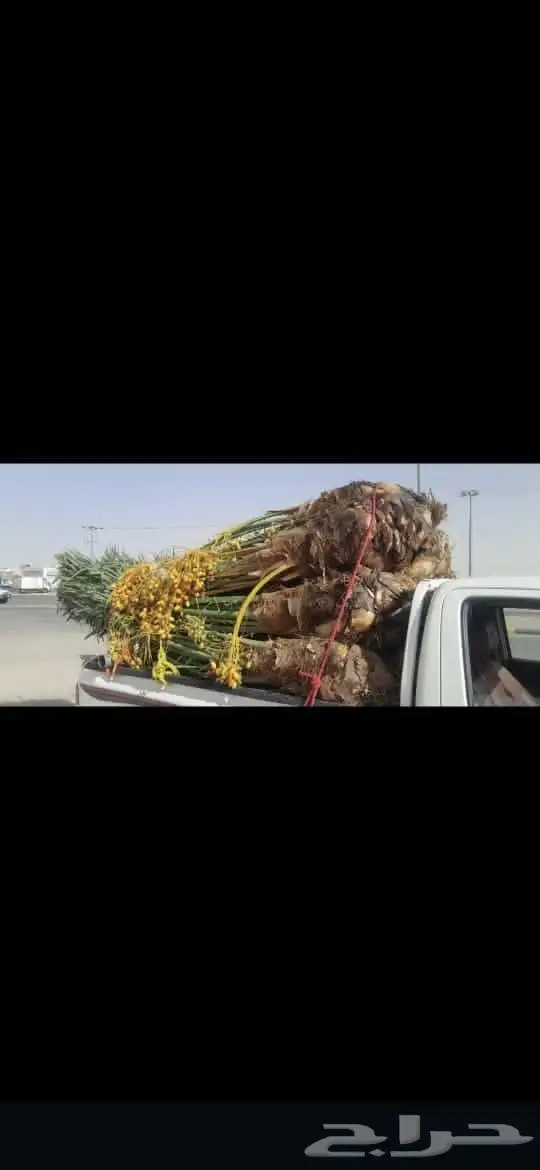 ابوحسين لجميع توريد وتركيب انوع نخيل وبناء حجر طبيعي وتراث 3