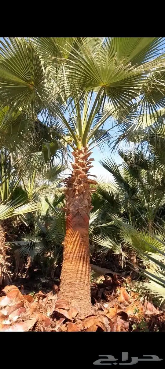 نخل واشنطن زينه درجه اولى نخل واشنطونيا زينه درجه اولى 4