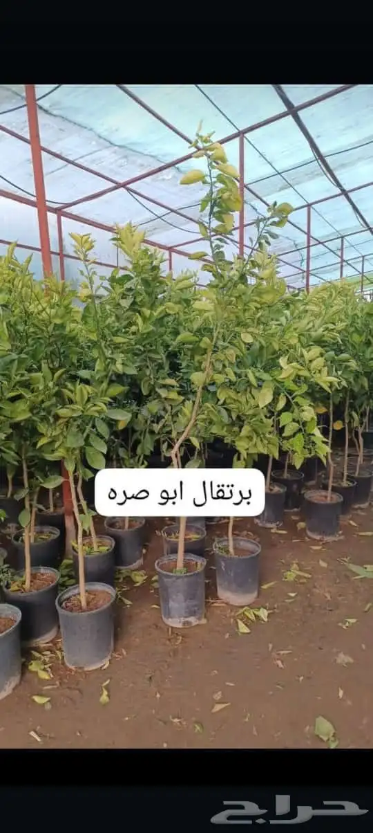 يوجد لدينا اشجار حمضيات شتلات سغير وكبير مختلف المقاسات 2