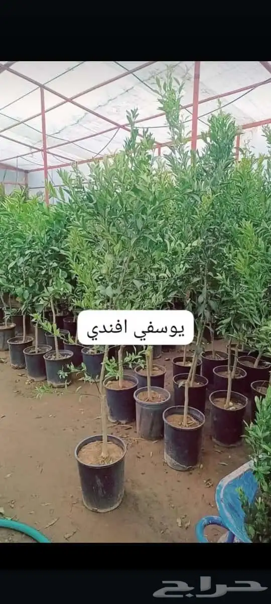 يوجد لدينا اشجار حمضيات شتلات سغير وكبير مختلف المقاسات 9