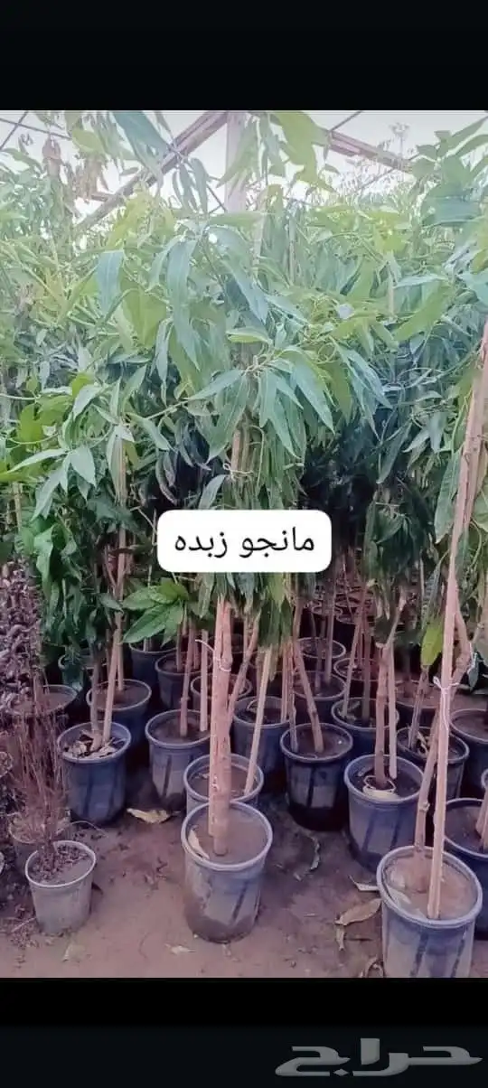 يوجد لدينا اشجار حمضيات شتلات سغير وكبير مختلف المقاسات 3