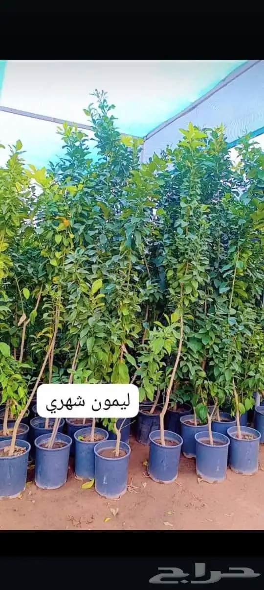 يوجد لدينا اشجار حمضيات شتلات سغير وكبير مختلف المقاسات 4