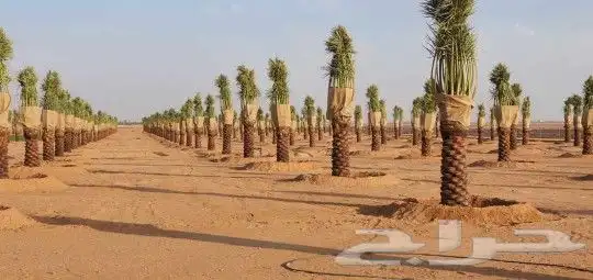 يوجد لدينا جميع انواع النخيل وجميع المقسات المختلفه 7