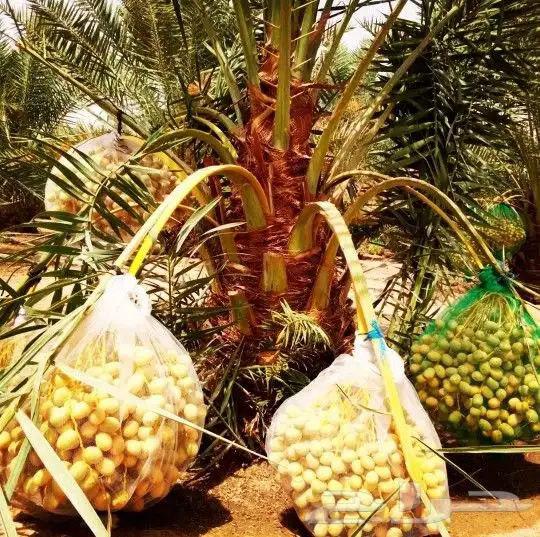 بيع نخل مثمر نخيل نقايل جثايث واشنطني إخلاص سكري برحي صقعي 7