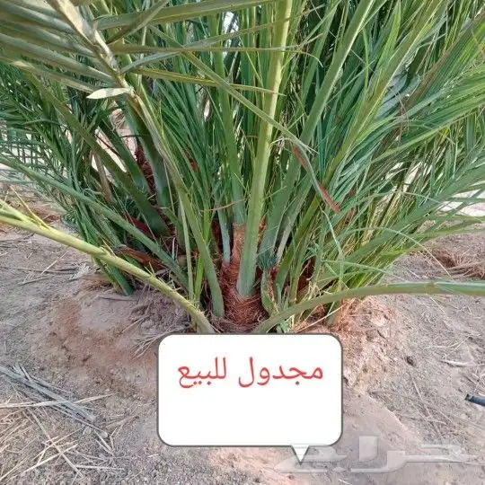 جميع انواع النخيل متوفره فسايل جثاين وشنطن 1