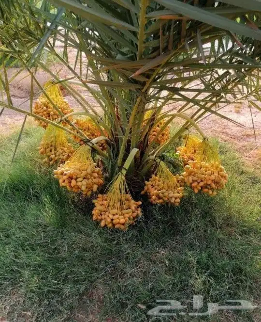 بيع نخل مثمر نخيل نقايل جثايث واشنطني إخلاص سكري برحي صقعي 1