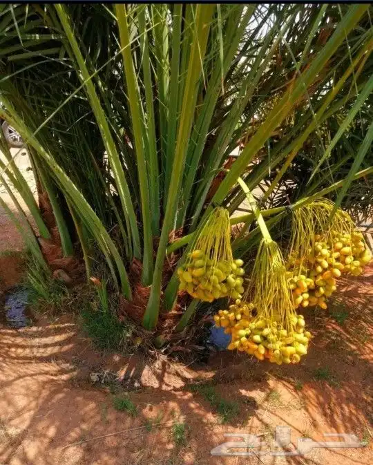 بيع نخل مثمر نخيل نقايل جثايث واشنطني إخلاص سكري برحي صقعي 2