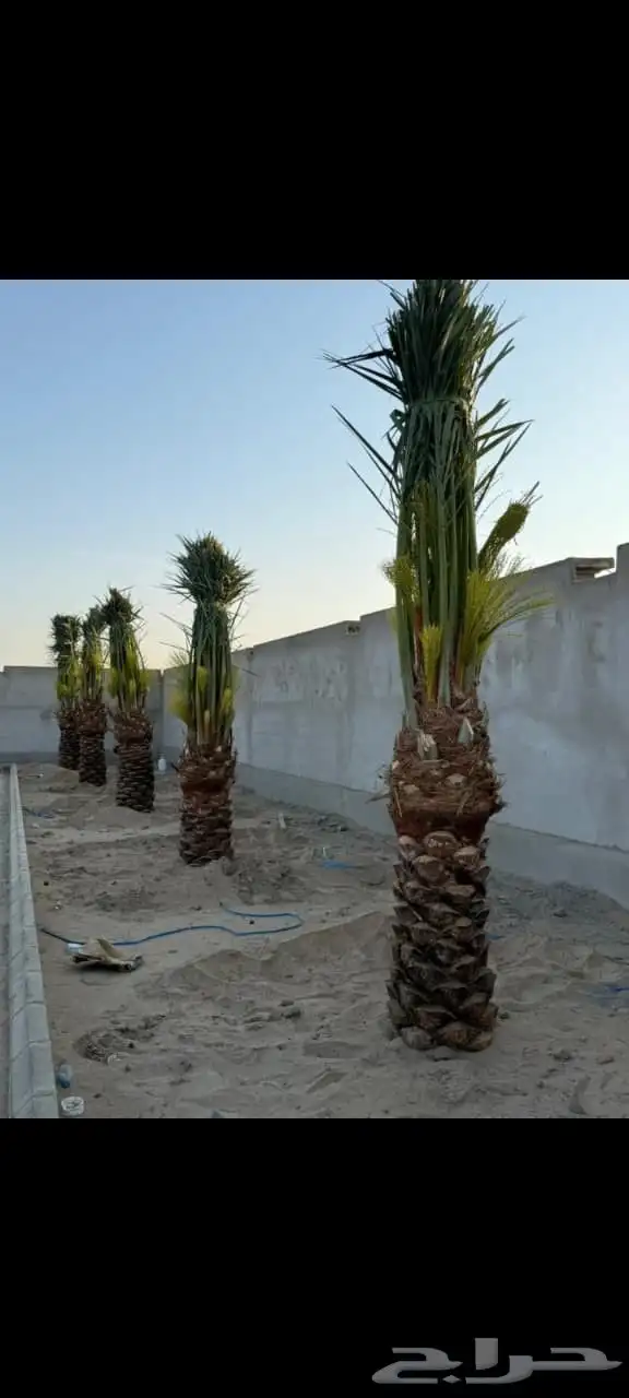 نخل عربي 2