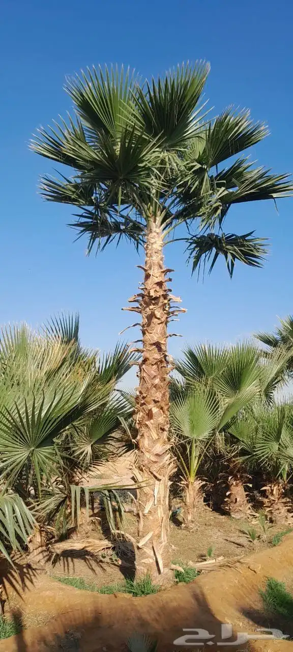 نخل واشنطن زينه درجه اولى نخل واشنطونيا زينه درجه اولى 5