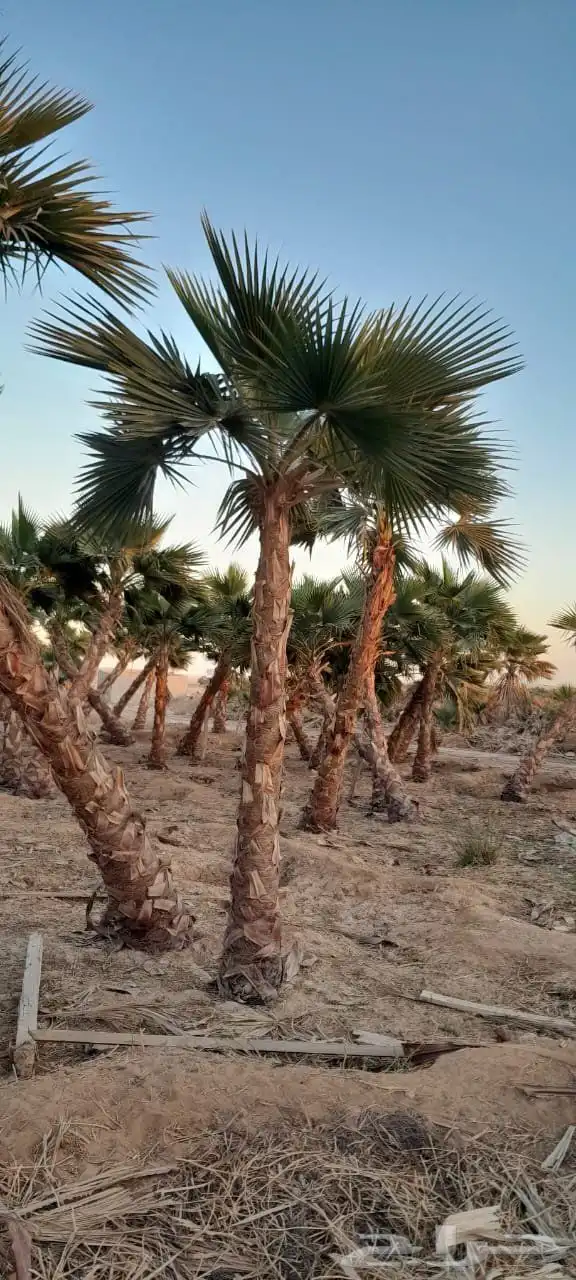 نخل واشنطن زينه درجه اولى نخل واشنطونيا زينه درجه اولى 2