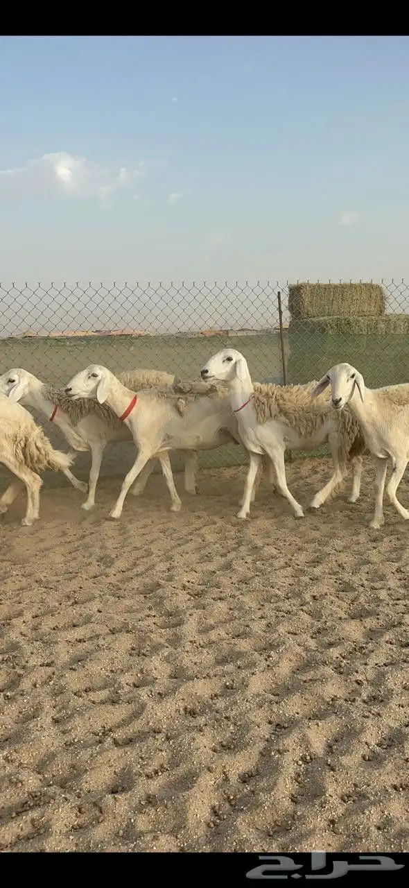 غنم حريات رخال حرش صنف 3