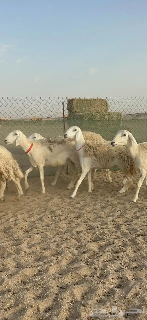 غنم حريات رخال حرش صنف 5