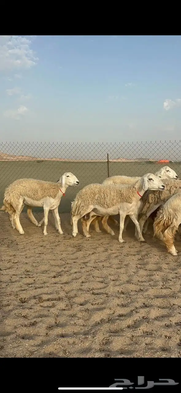 غنم حريات رخال حرش صنف 7