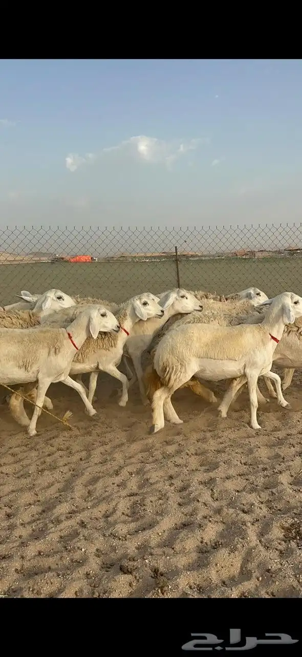 غنم حريات رخال حرش صنف 1