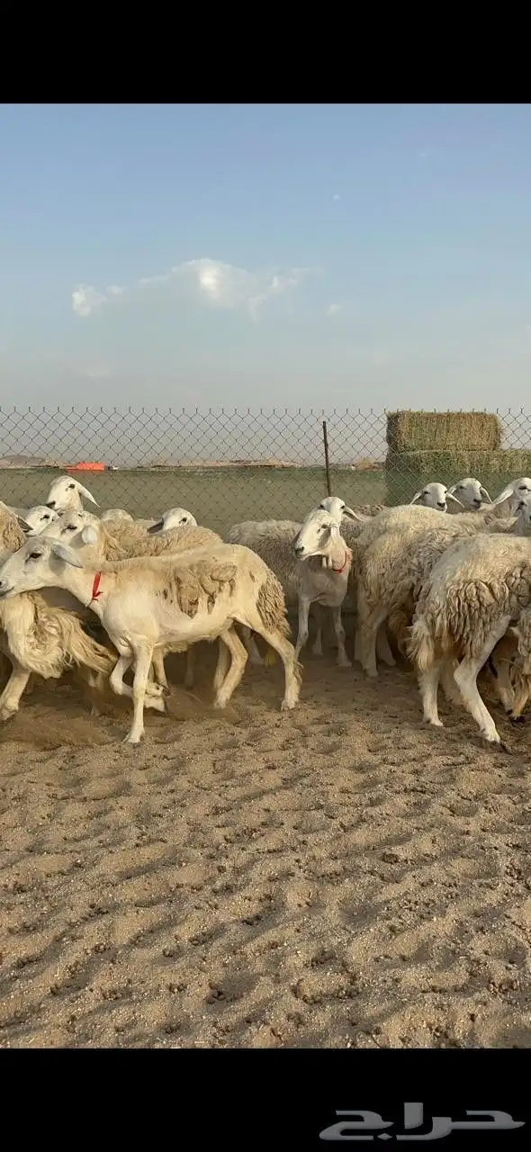 غنم حريات رخال حرش صنف 6