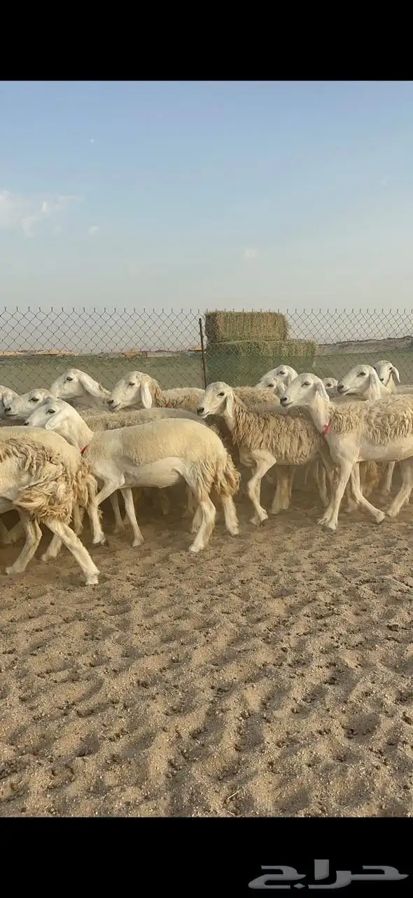 غنم حريات رخال حرش صنف 2