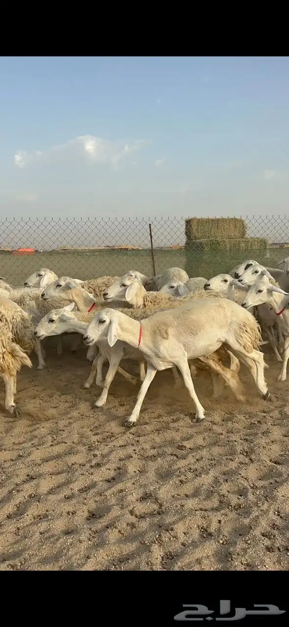 غنم حريات رخال حرش صنف 4