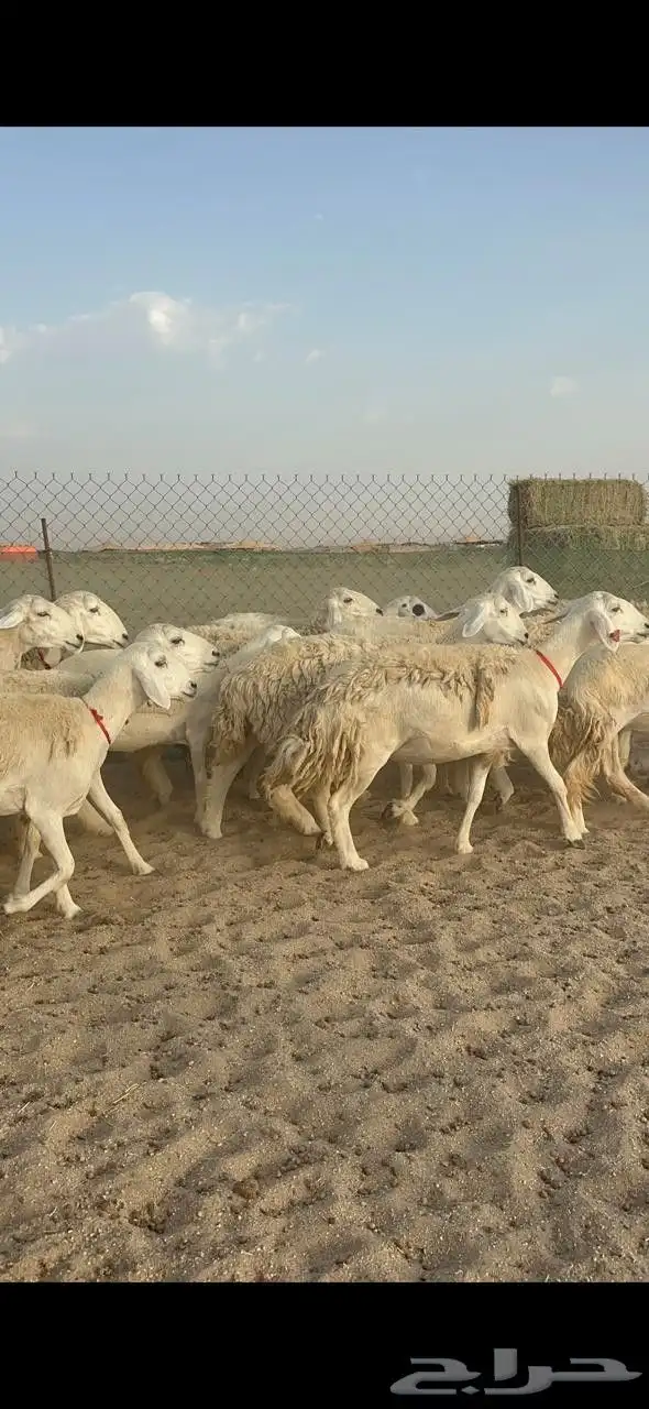 غنم حريات رخال حرش صنف 0