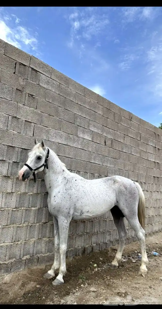 خيل شعبي 1