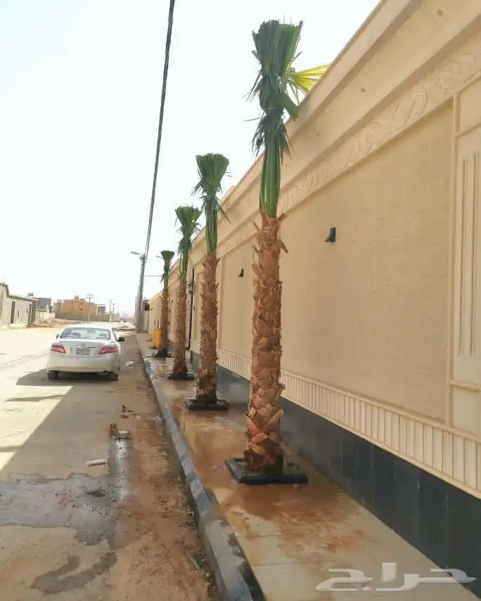 واشنطونيا نخيل الزينه ويوجد نخل مثمر 3