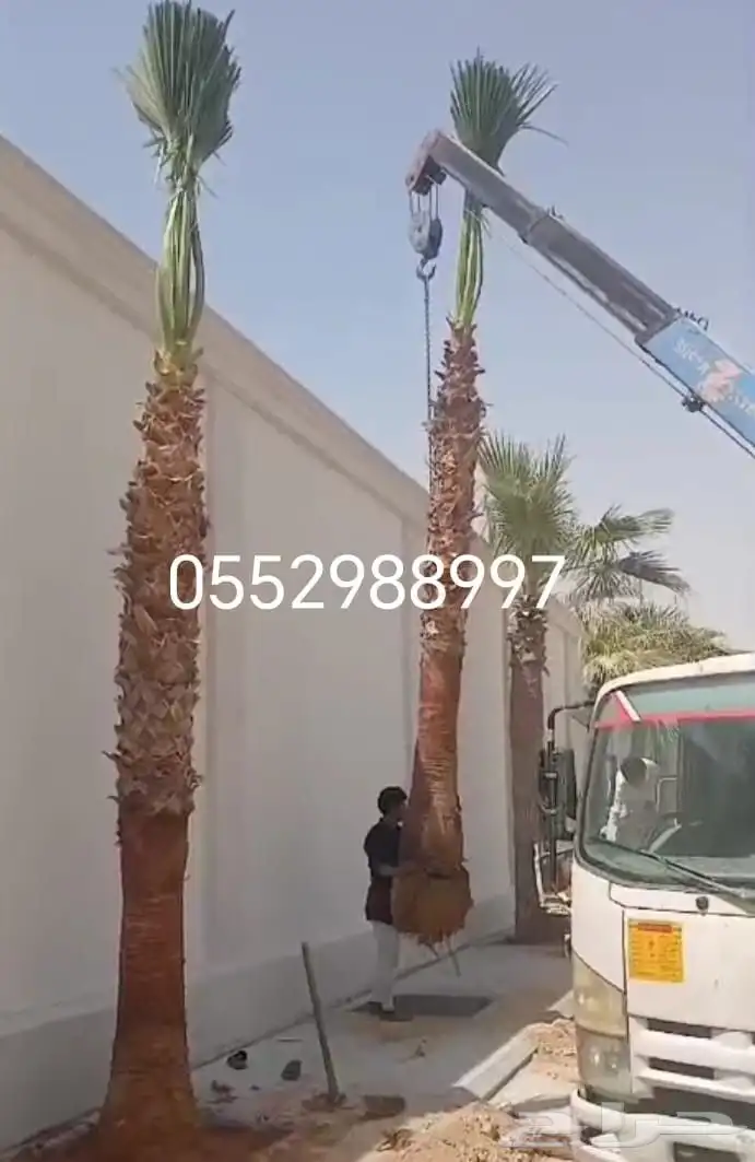 نخل الطيب بكل انواعه 5