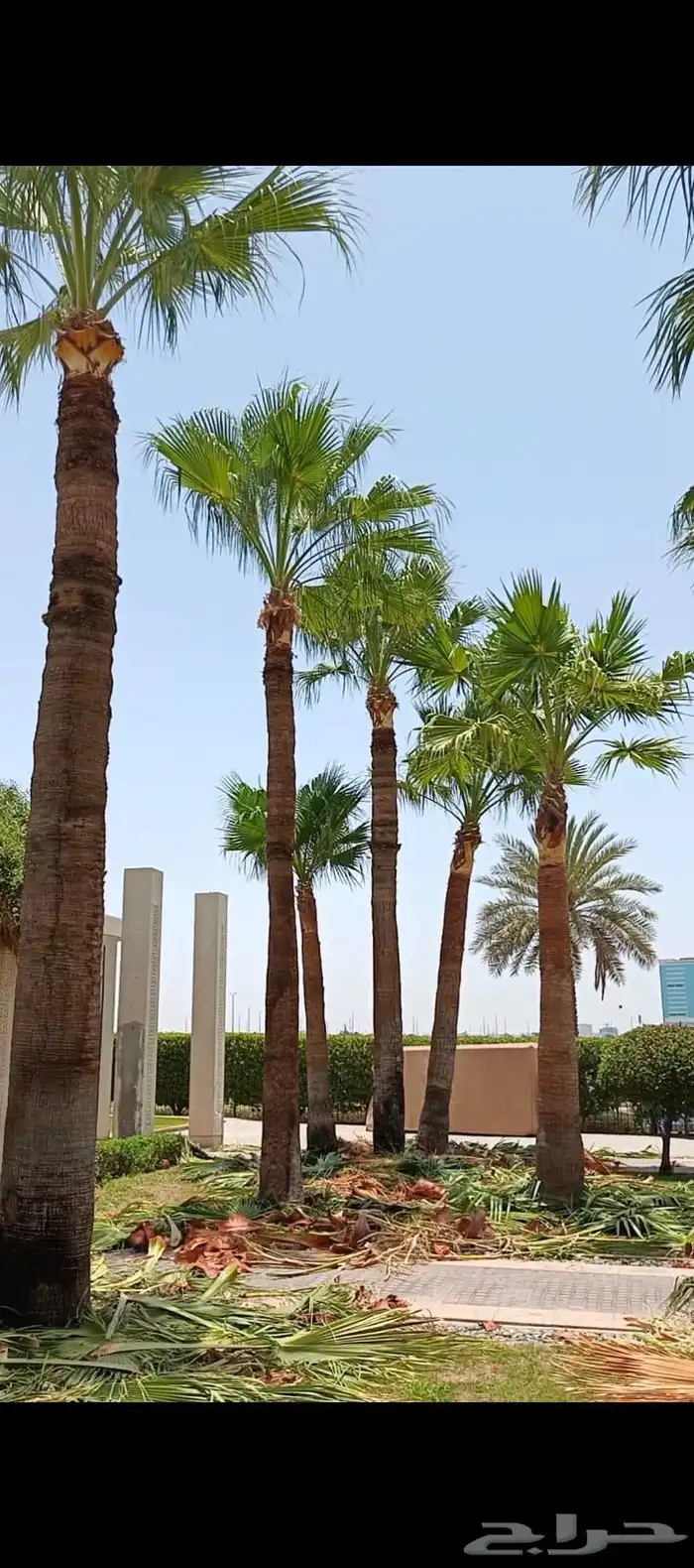 تكريب عسف انخيل 0