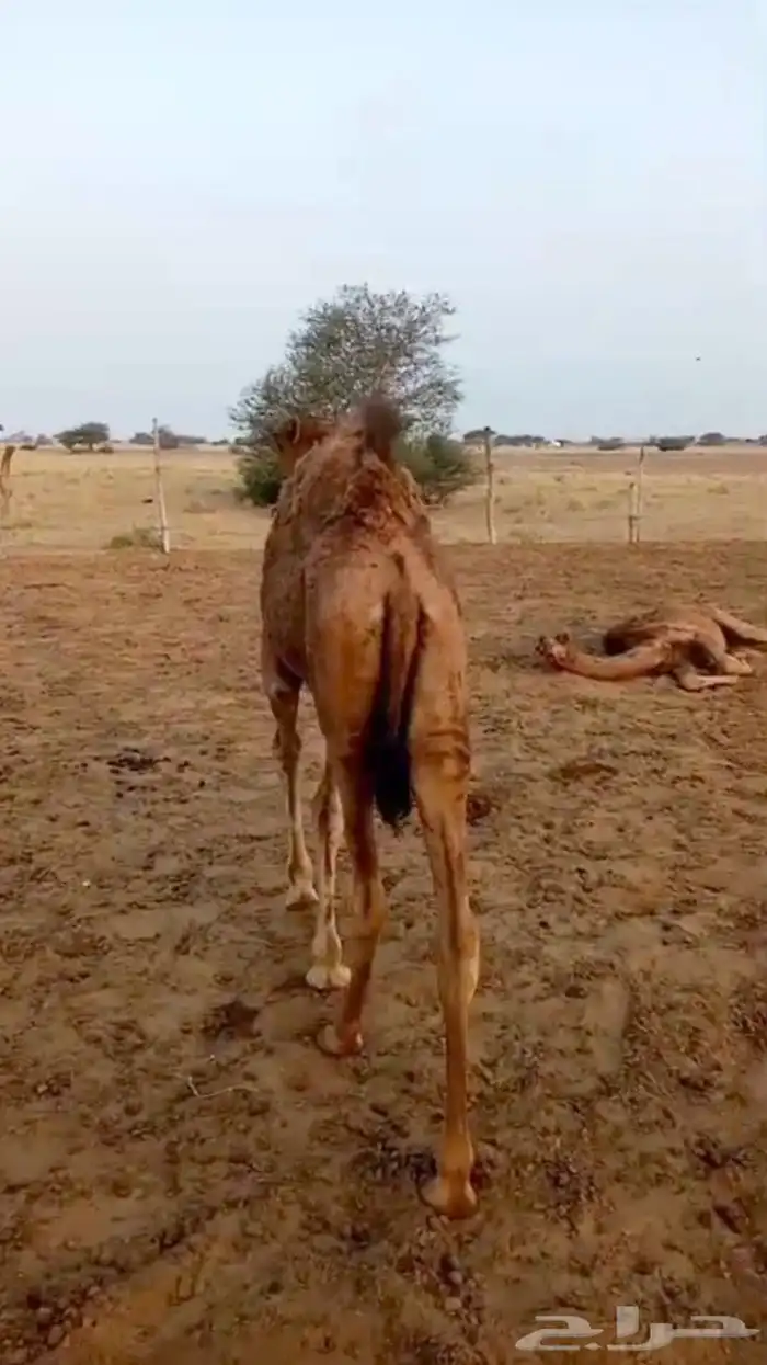 بكره ساحليه فاخره 0