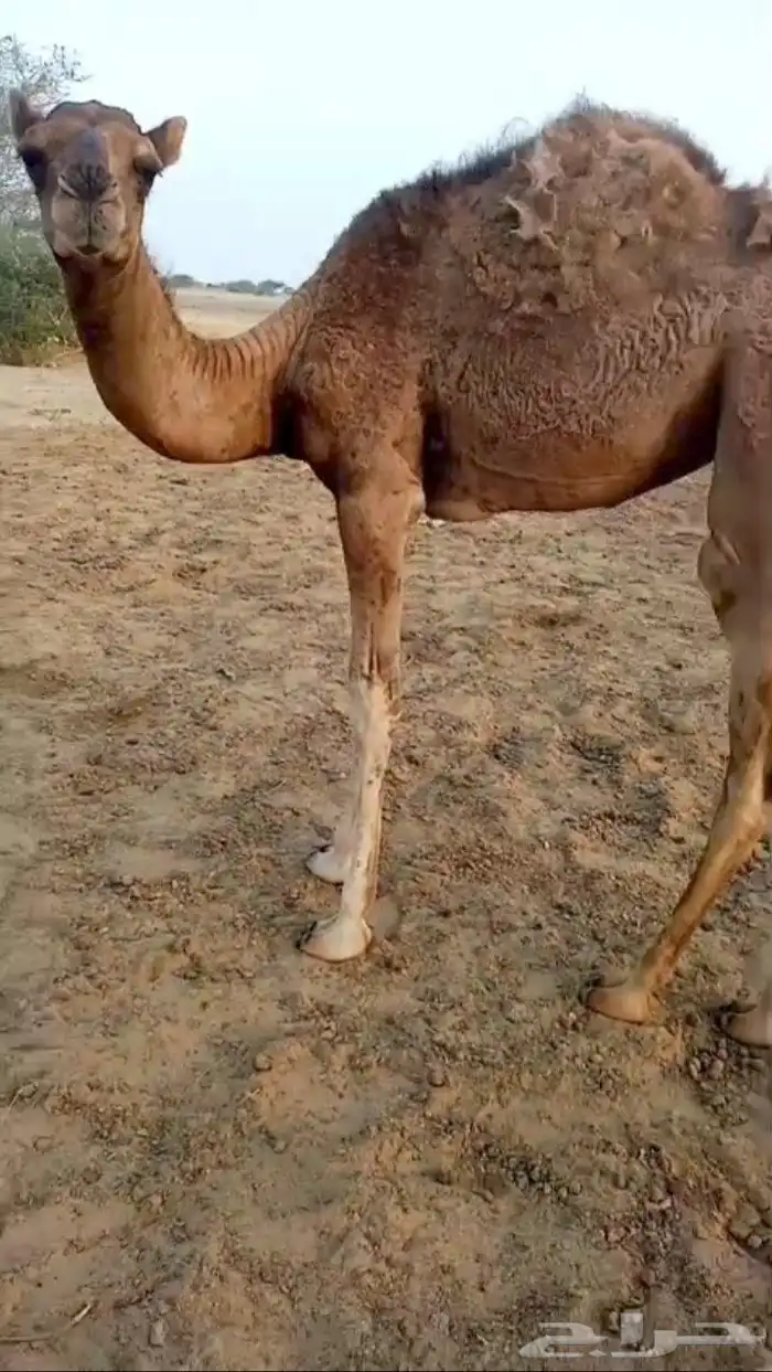 بكره ساحليه فاخره 1