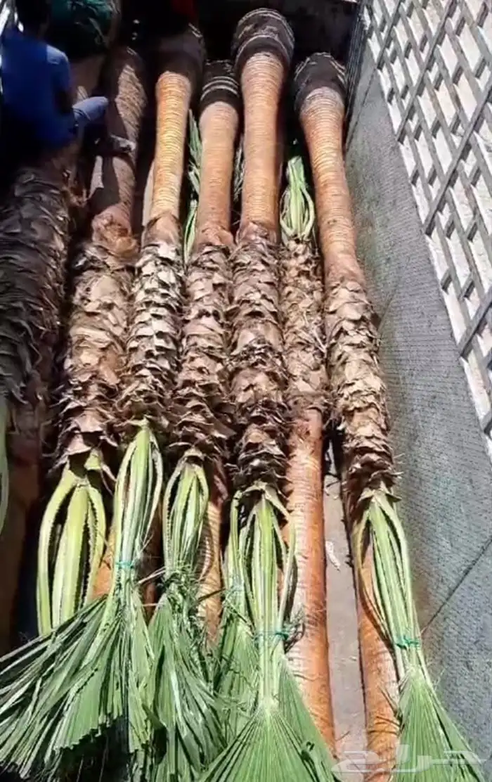 نخل الطيب بكل انواعه 3