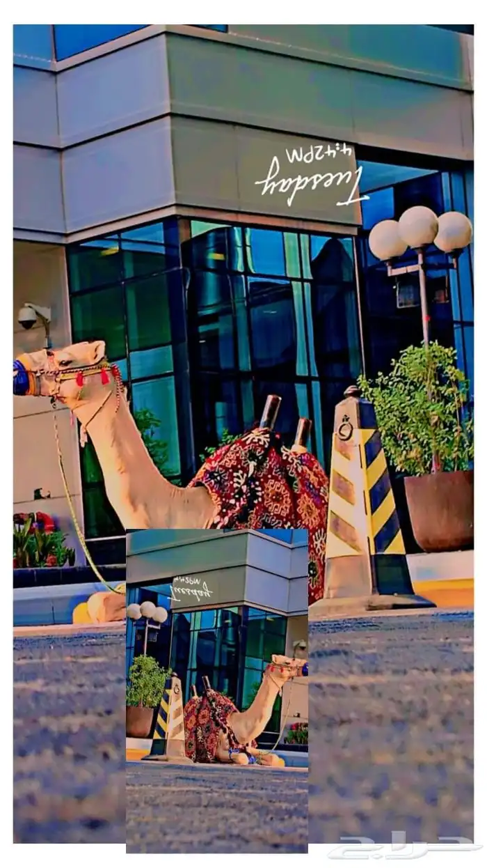 اجار خيل جمال وسيسي للتواصل 2