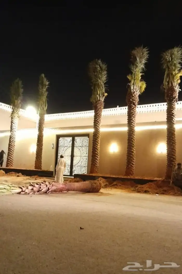 يوجد لدينا فسايل مثمره جميع انواع النخيل 1