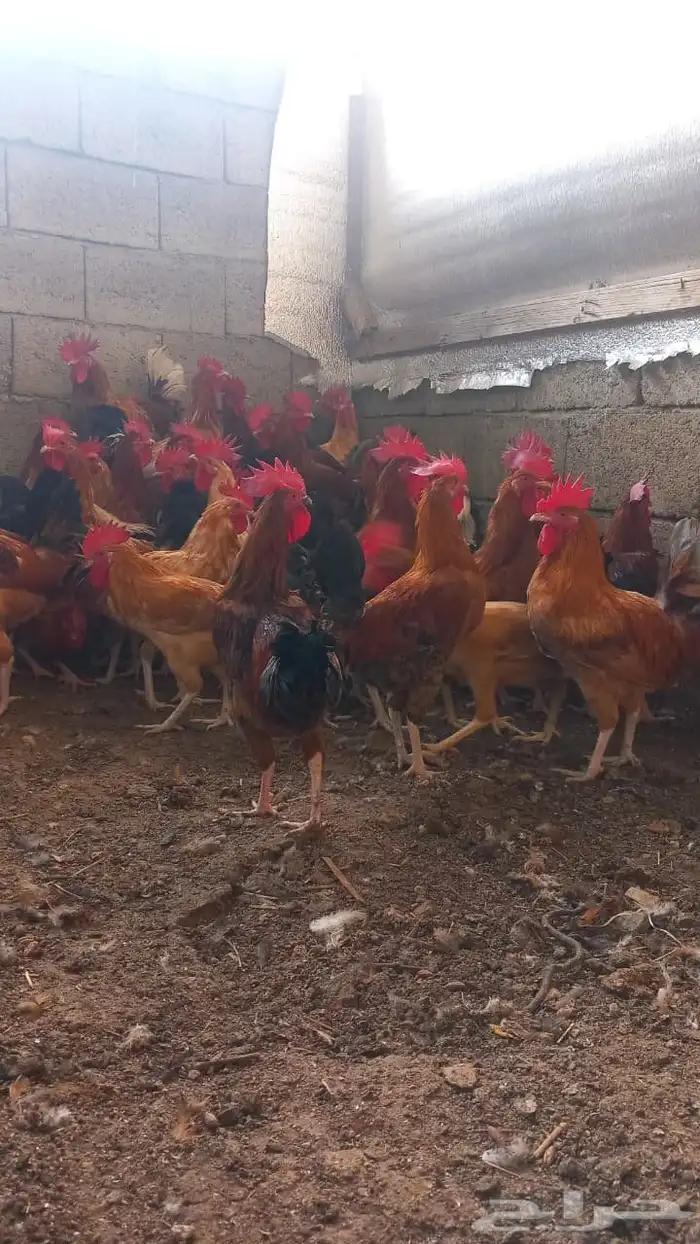 ديوك بلدي حجم كبير وسمين للذبح والتربيه 1