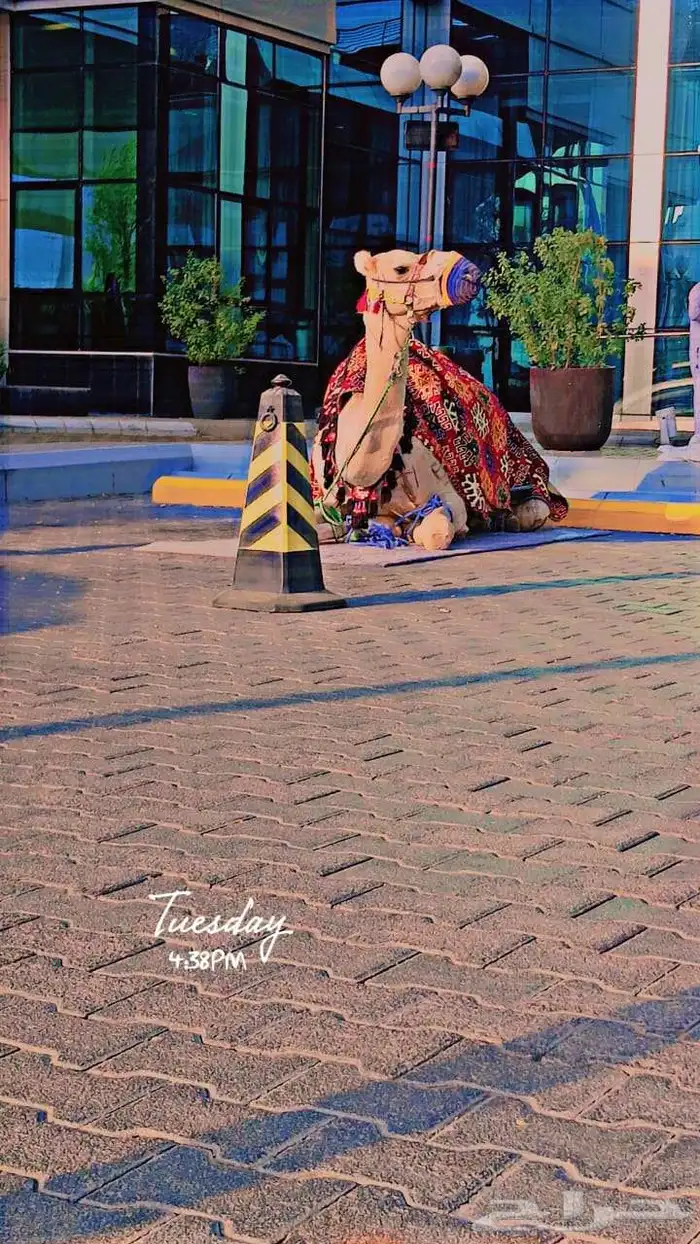 اجار خيل جمال وسيسي للتواصل 5