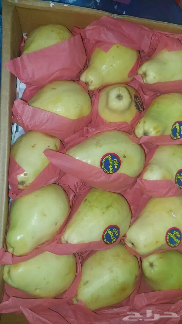 مانجه اسمعلاوي وجوافه قشطة 2