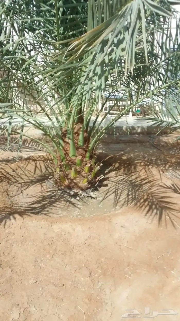 نخل مثمرة اخلاص برحي سكري صقعي مجدول برحي هلالي شيشي عجوه رو 6