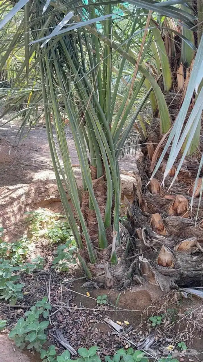 نخل مثمرة اخلاص برحي سكري صقعي مجدول برحي هلالي شيشي عجوه رو 2