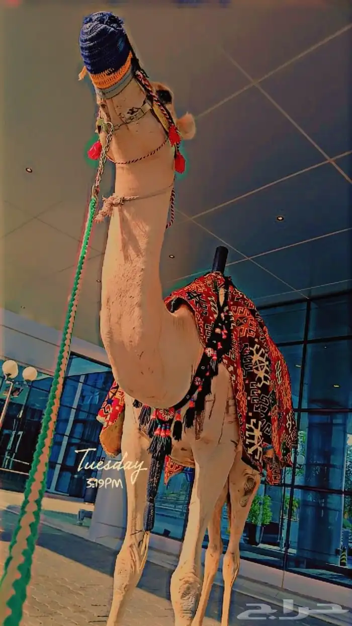اجار خيل جمال وسيسي للتواصل 3