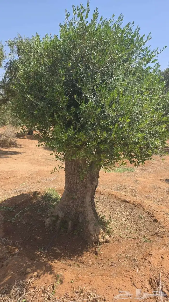 شجر زيتون اعمار كبيره 0