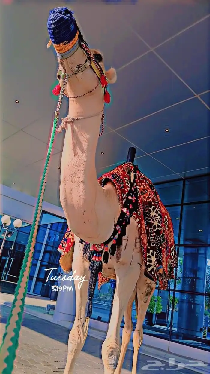 اجار خيل جمال وسيسي للتواصل 7