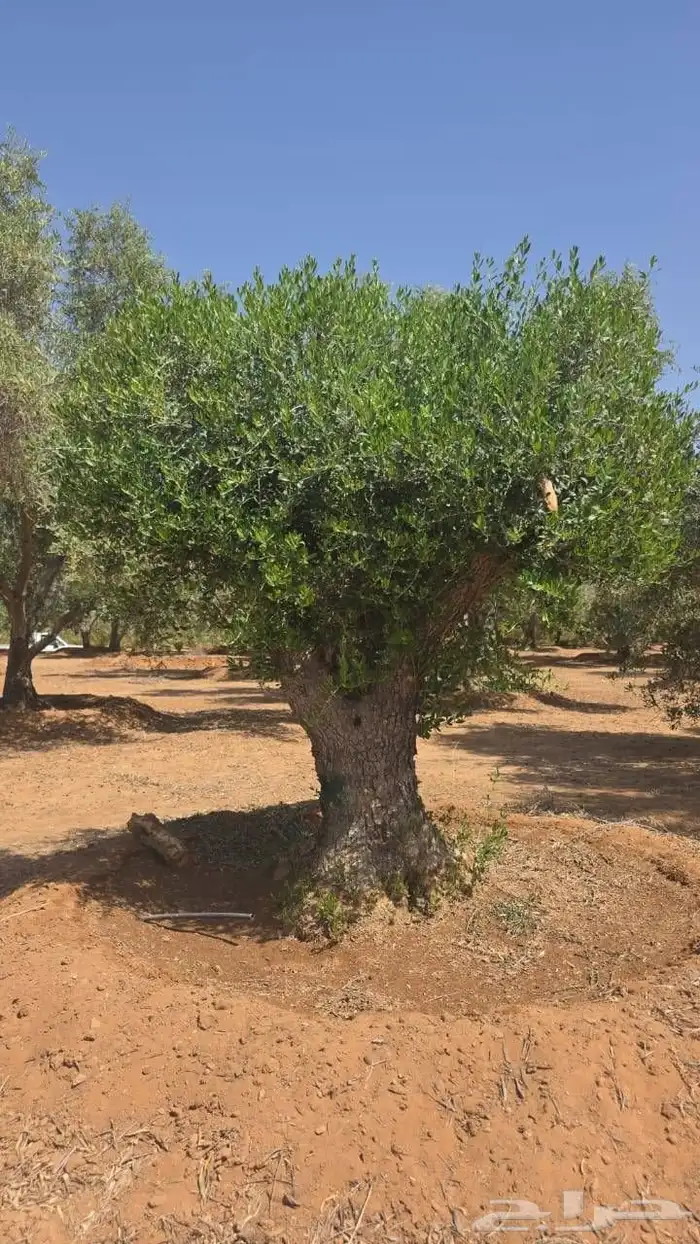 شجر زيتون اعمار كبيره 1