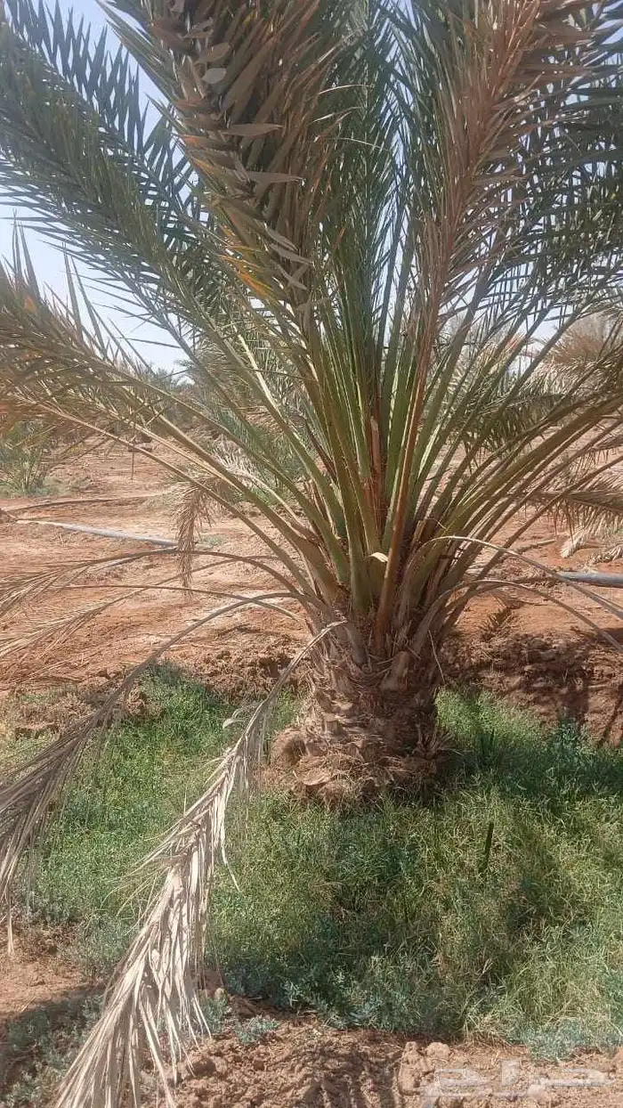 نخل عربي 7