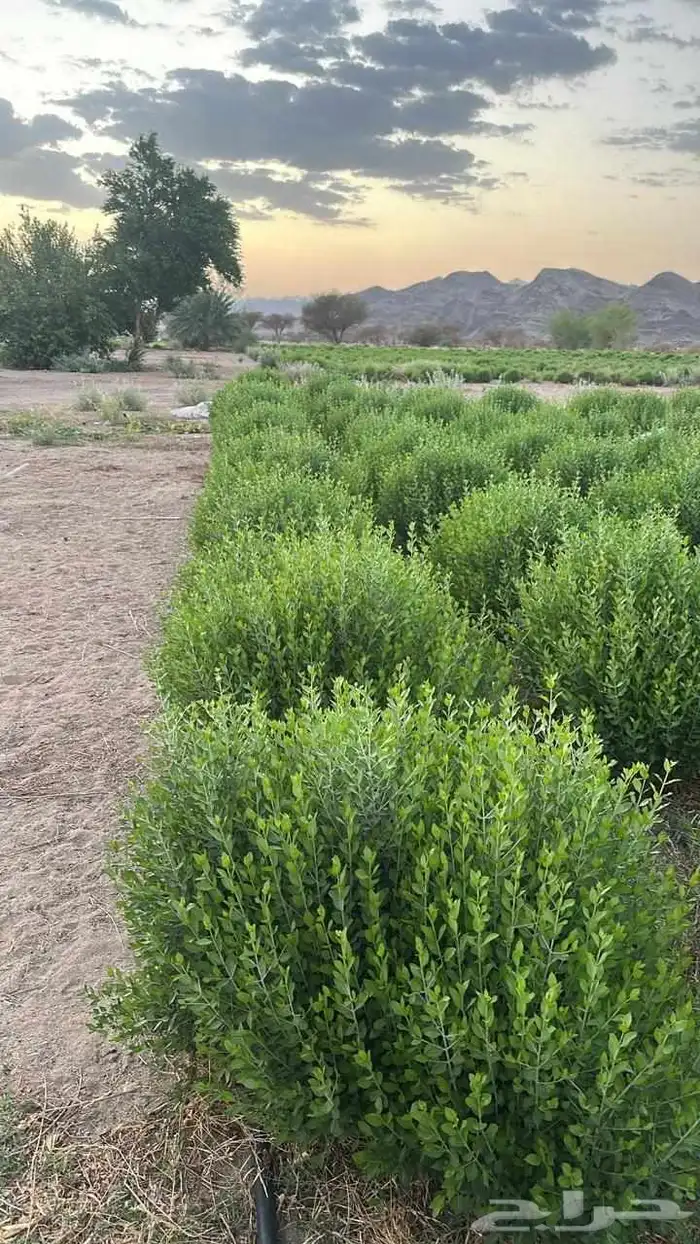 الجوده العالية يستحقها كل بيت سعودي او تاجر سعودي 1