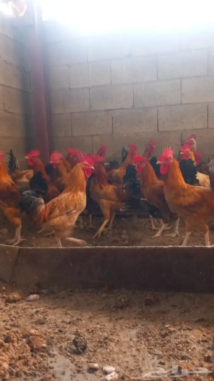 ديوك بلدي حجم كبير وسمين للذبح والتربيه 0