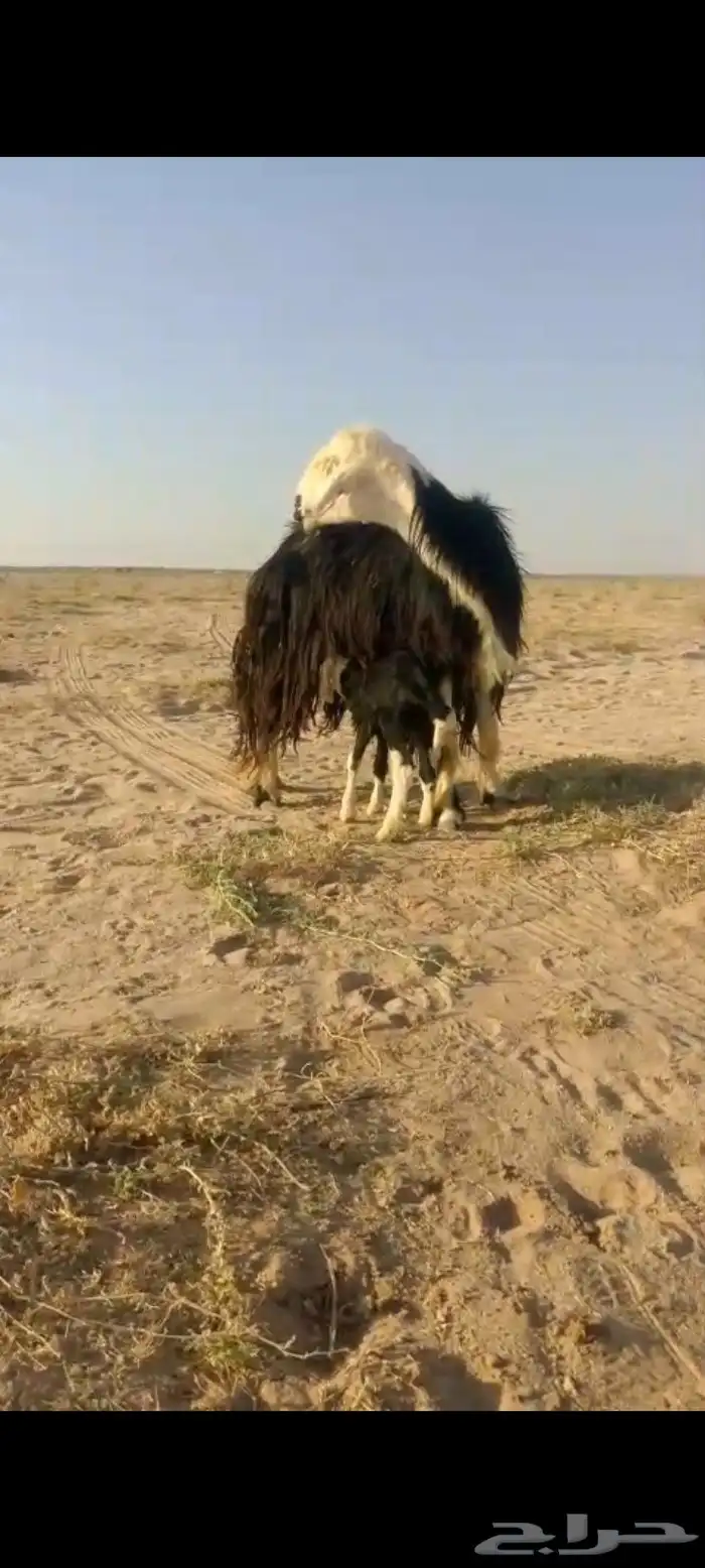 نجديه تحتها خروف 0