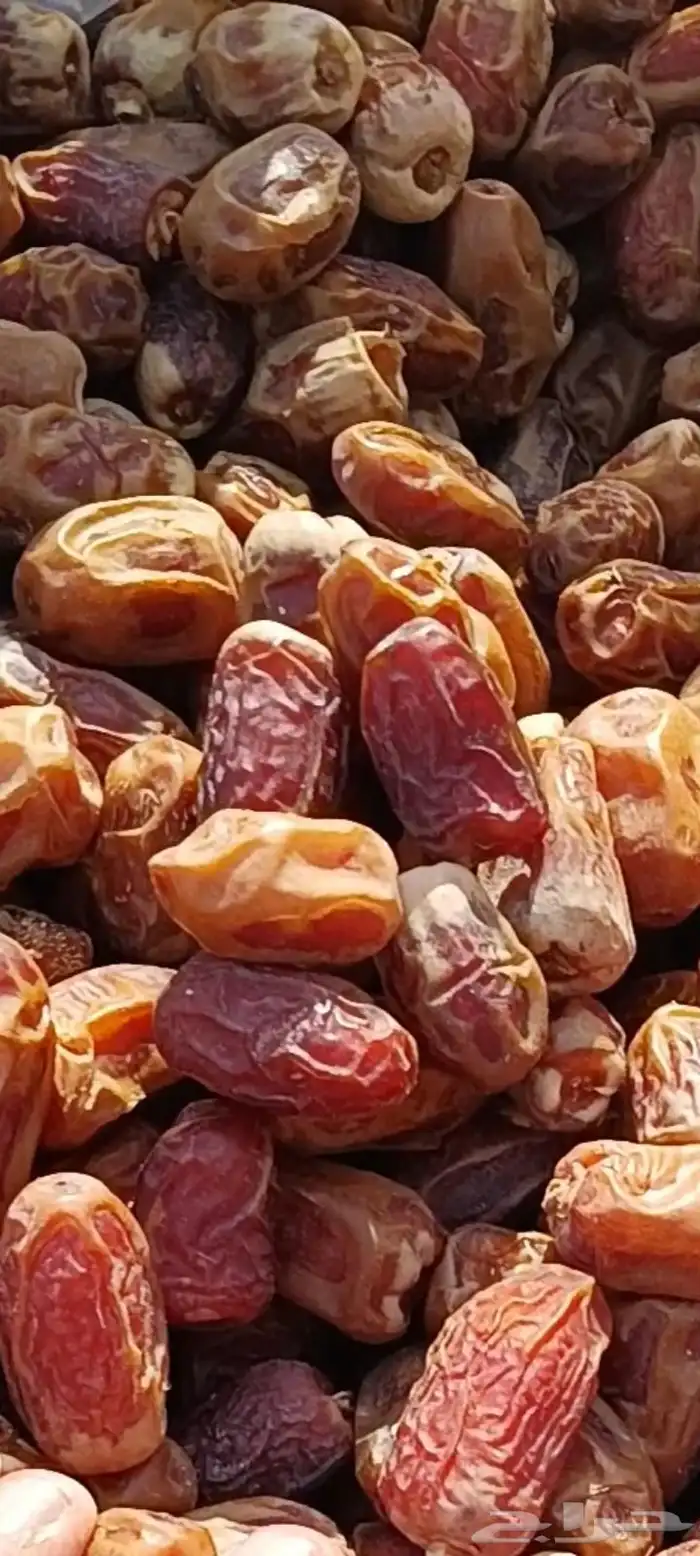 تمر صقعى رقم واحد للبيع 0