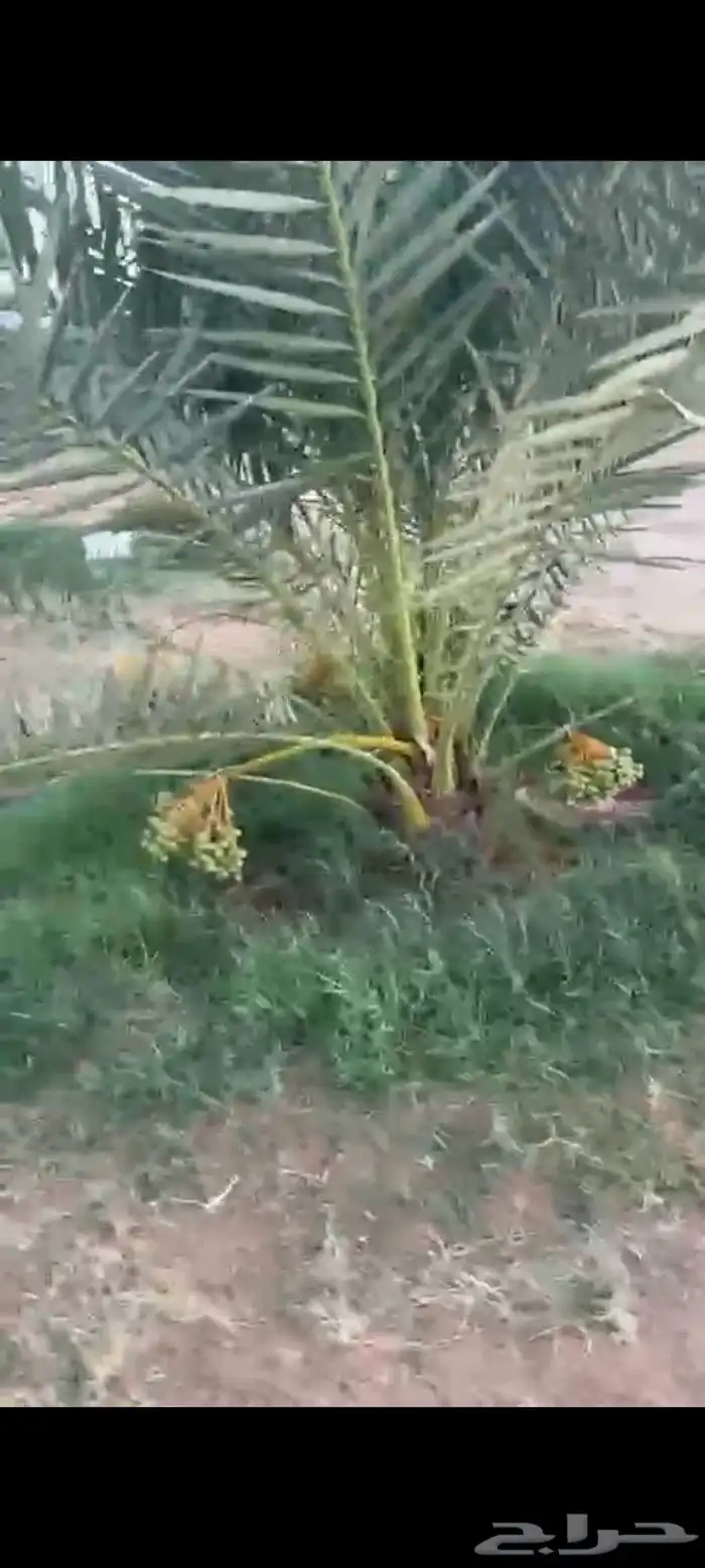 يوجد لدينا فسايل مثمره جميع انواع النخيل 5