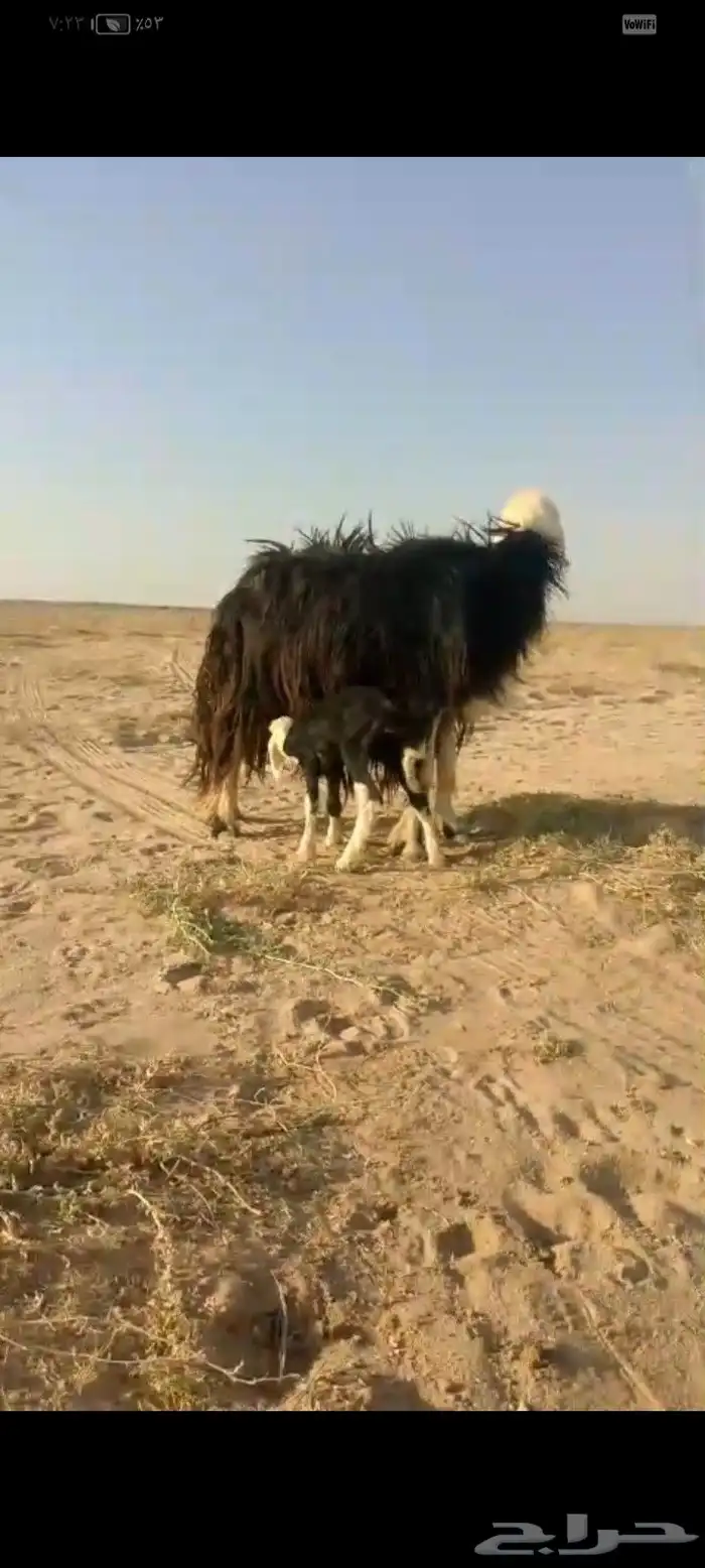 نجديه تحتها خروف 1