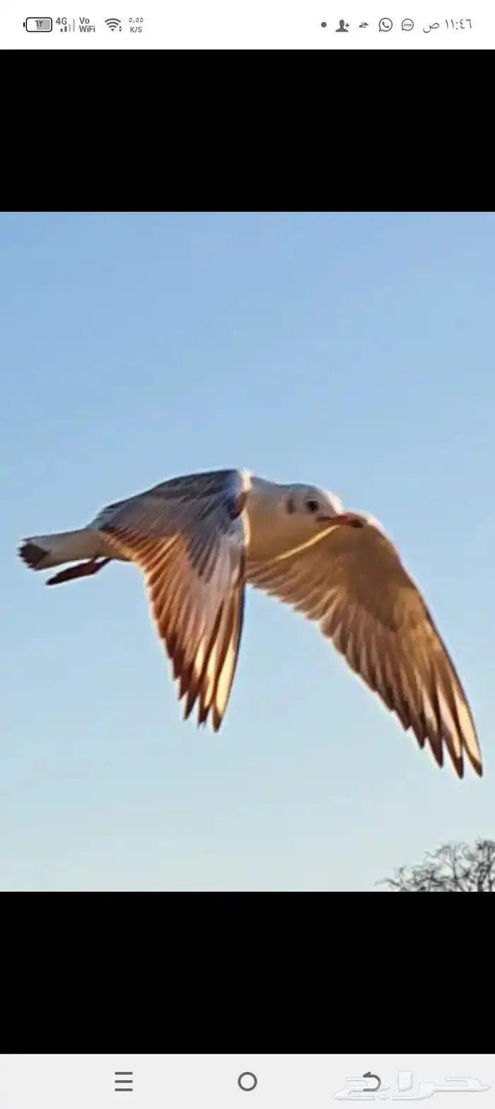 مرس الرايس 0