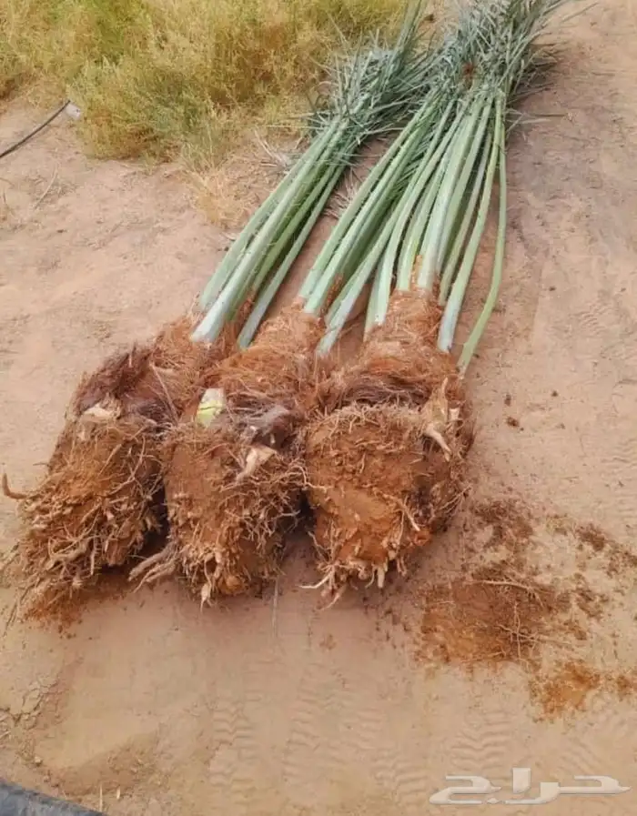 تكريب عسف انخيل 18