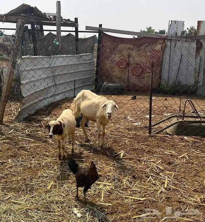 نعجه بلديه ورخل 1